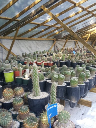 Visit To King Cactus Houston 