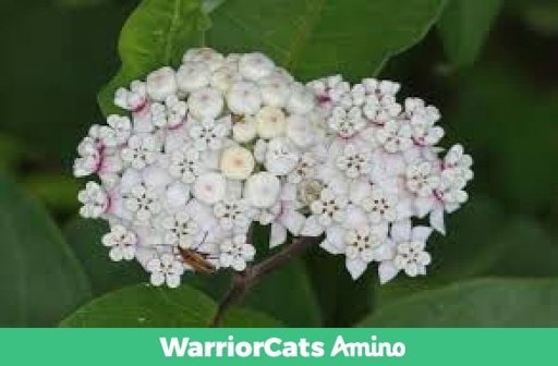 Herbs Guide Wiki University Of Warrior Cats Amino