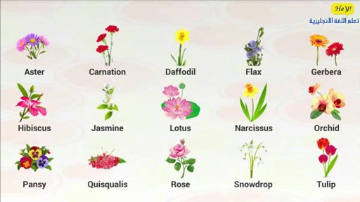 انواع الازهار في الانجليزيه تعلم اللغة الأنجليزية amino