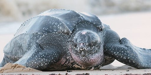 leatherback-sea-turtle-info-sheet-wiki-reptiles-amino