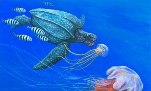Leatherback Sea Turtle Info Sheet | Wiki | Reptiles Amino