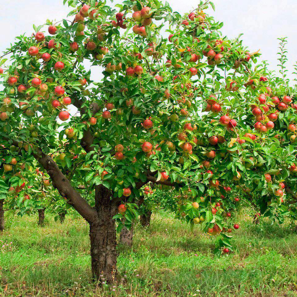 شجرة التفاح بالإنجليزية والعربية تعلم اللغة الأنجليزية Amino