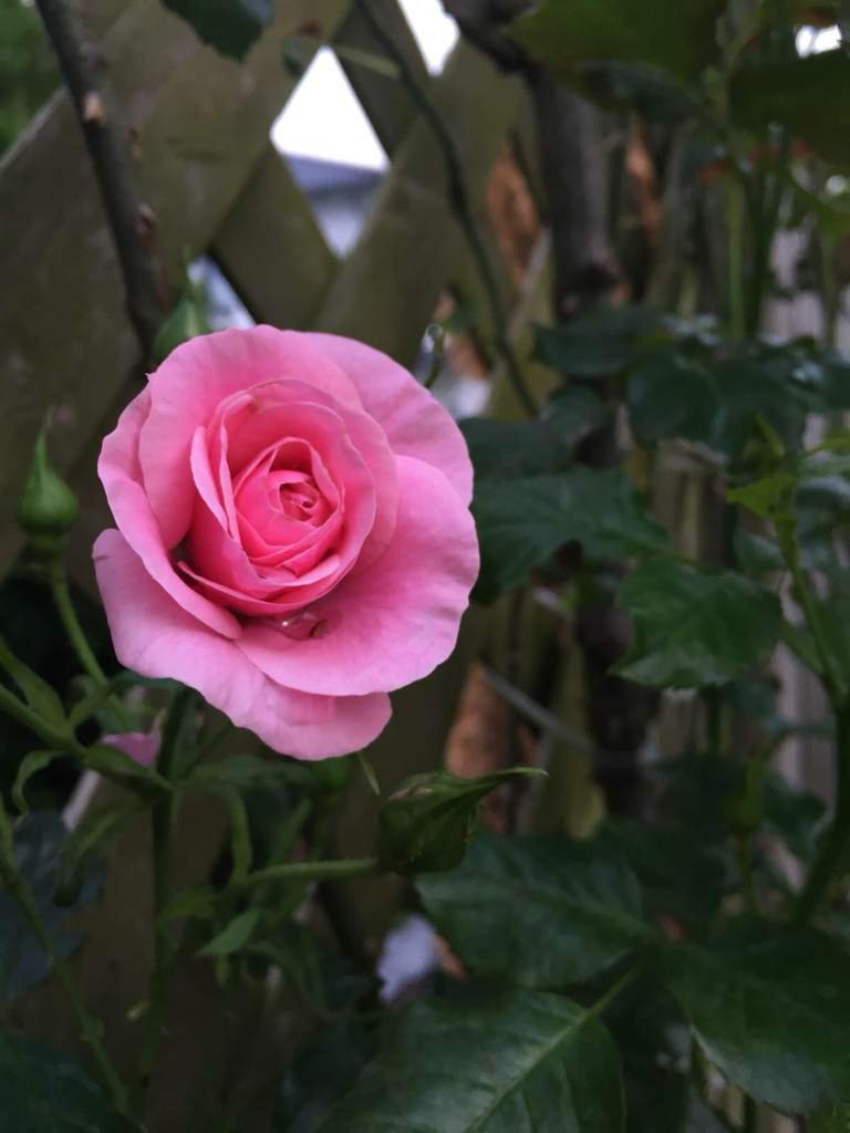 Ich liebe Blumen ️💐🌷🌹🌺🥀🌻🌸 ️📸 ️ Fotografie amino Amino