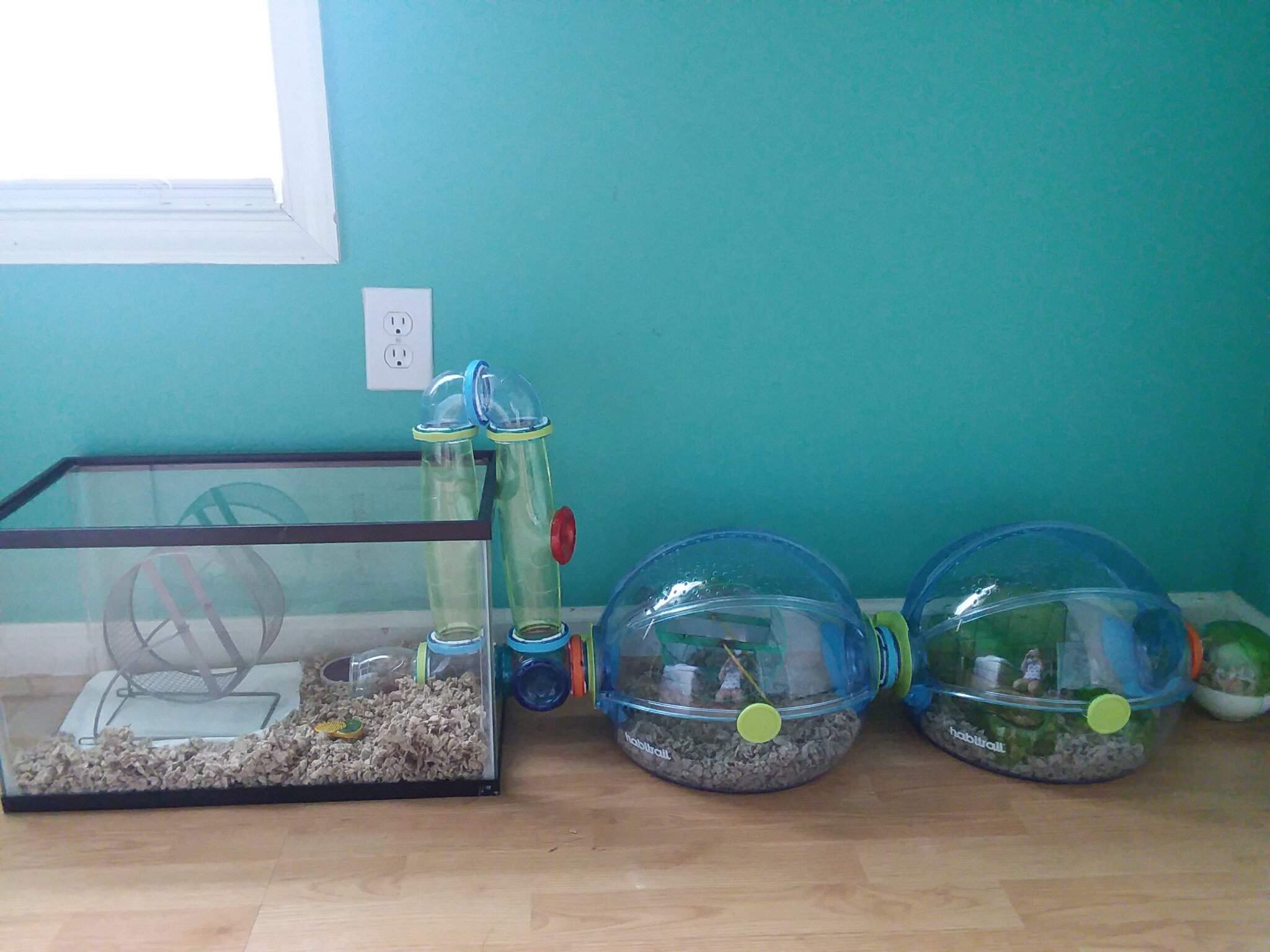 temporary-hamster-cage-set-up-hamsters-amino