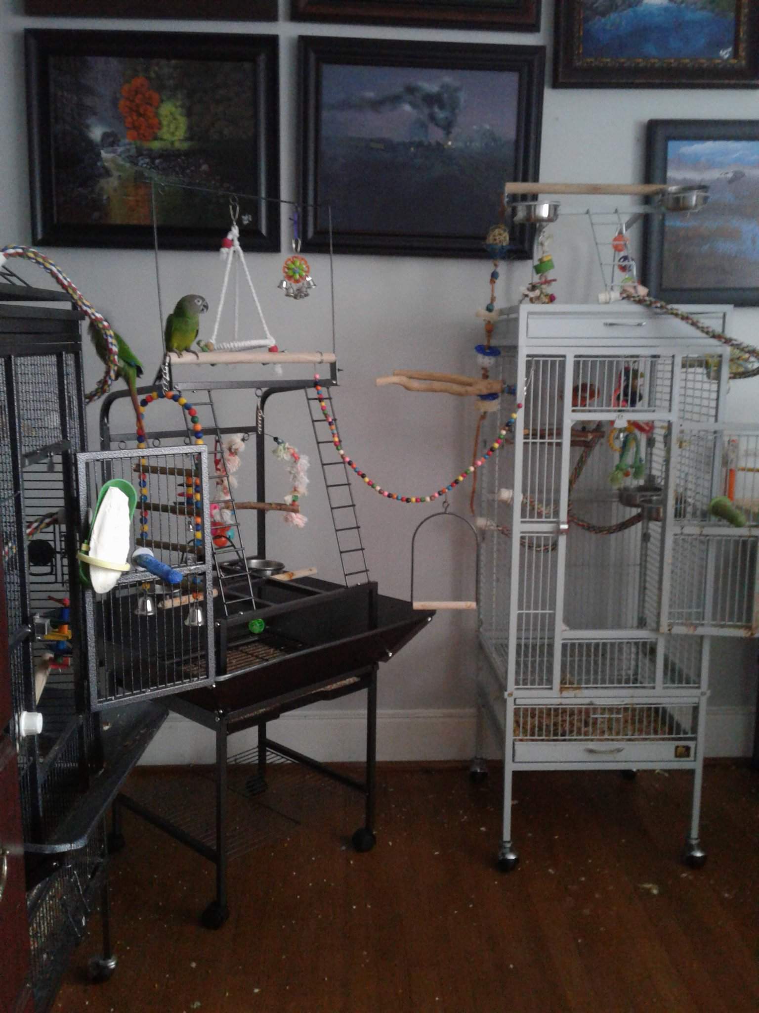 how-big-should-a-cage-be-for-a-parakeet-2022-review-birds-news