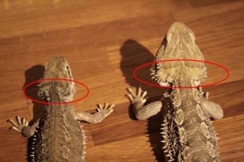 Rankins and Beardies Similarities & Differences Wiki Rankins and Beardies Similarities & Differences Wiki