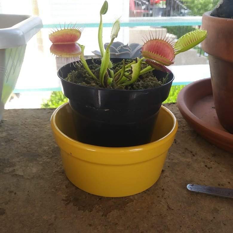 Any names for my venus flytrap Succulent & Cactus Amino