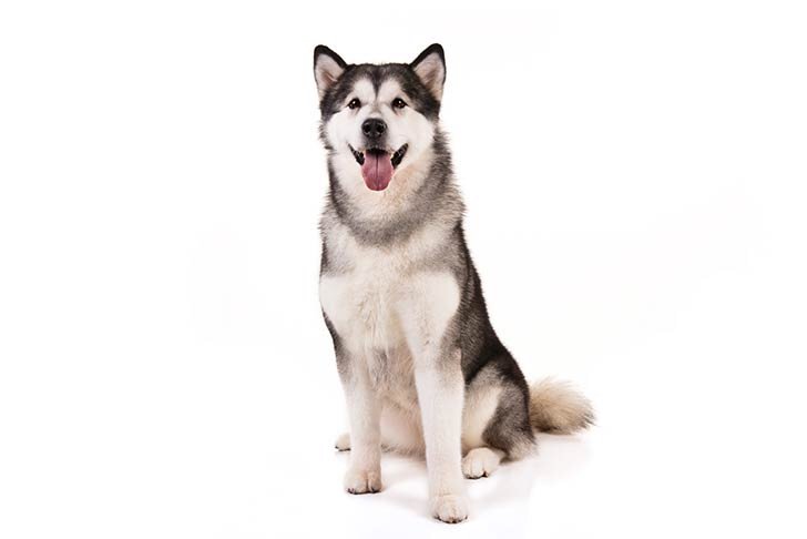 malamute 101