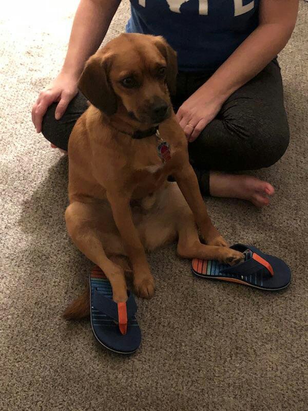 dog wearing flip flops