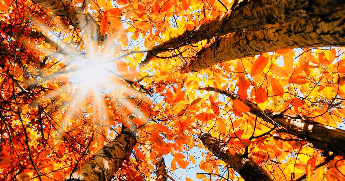 Autumn Meditation | Wiki | The Halloween Amino Amino