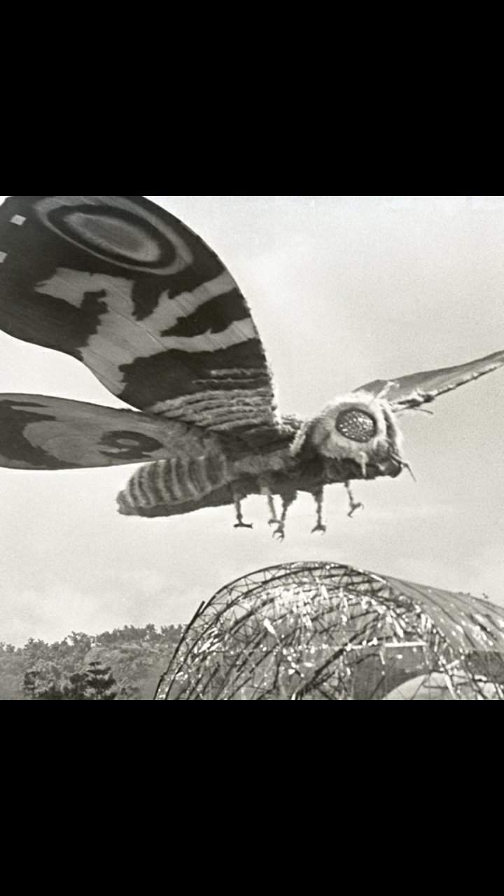 Showa Mothra | Wiki | Godzilla Amino