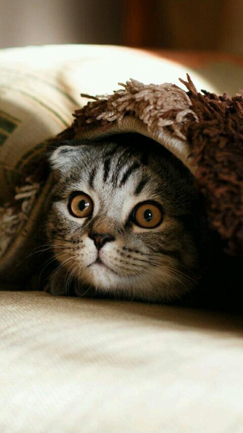 Киса киса мяу мяу киса киса мур мур😍😸😻😺🐱🐈 | Wiki | #аминобезграниц Amino