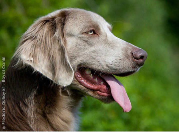 Санни | Wiki | 🐕Хроники Стаи 🐕 Amino