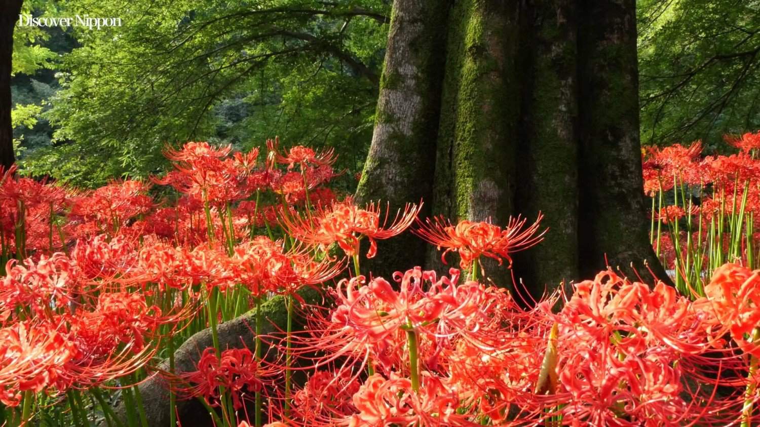 Красный цветок в Японии Хиганбана