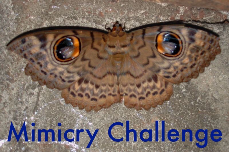 Mimicry Challange Wild Animals Amino