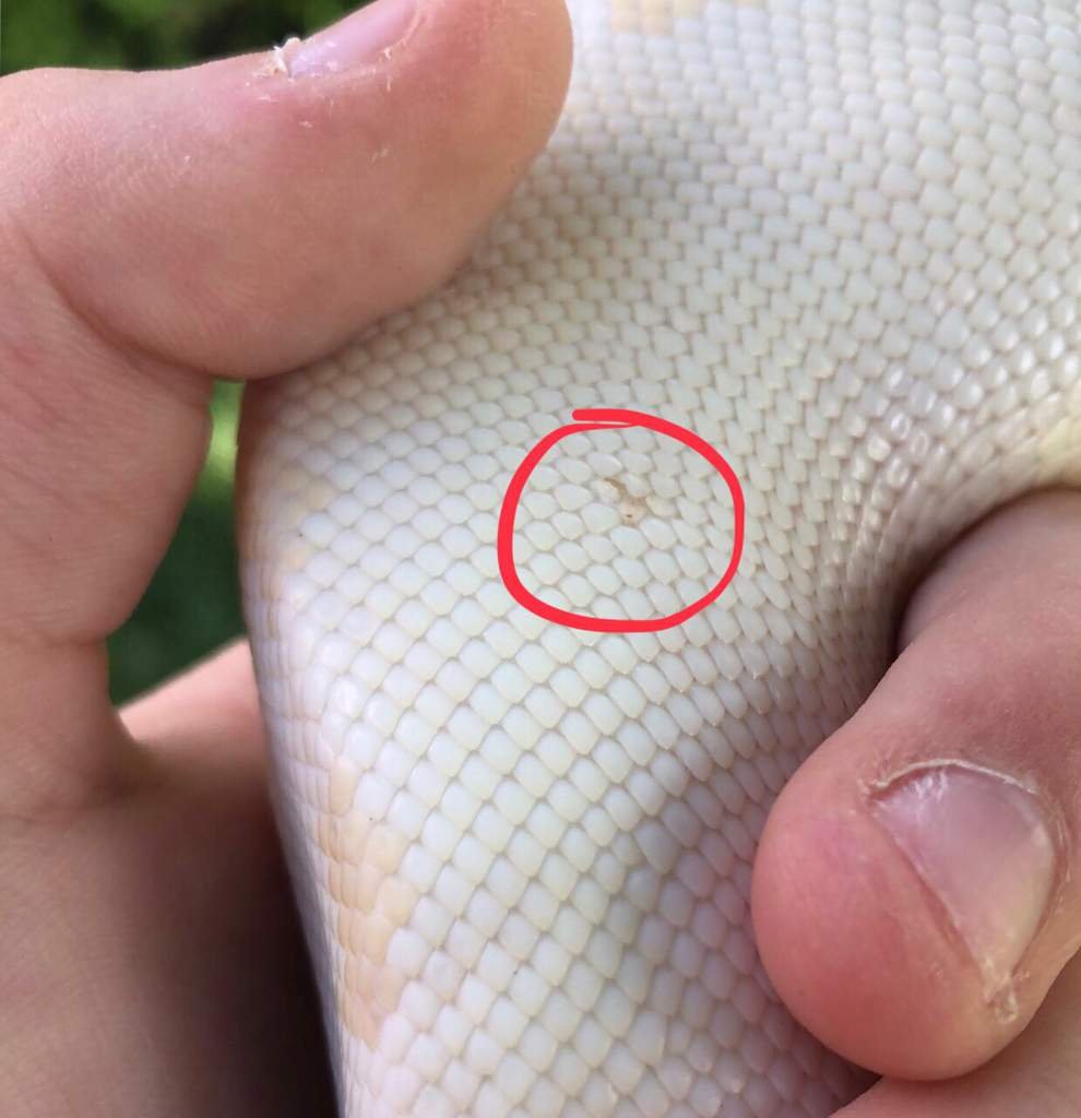 All About Scale Rot Wiki Herps and Reptiles Amino