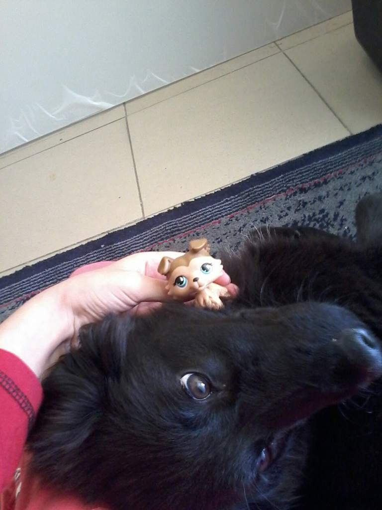 Colie and my dog♥♥♥ | LPS Amino