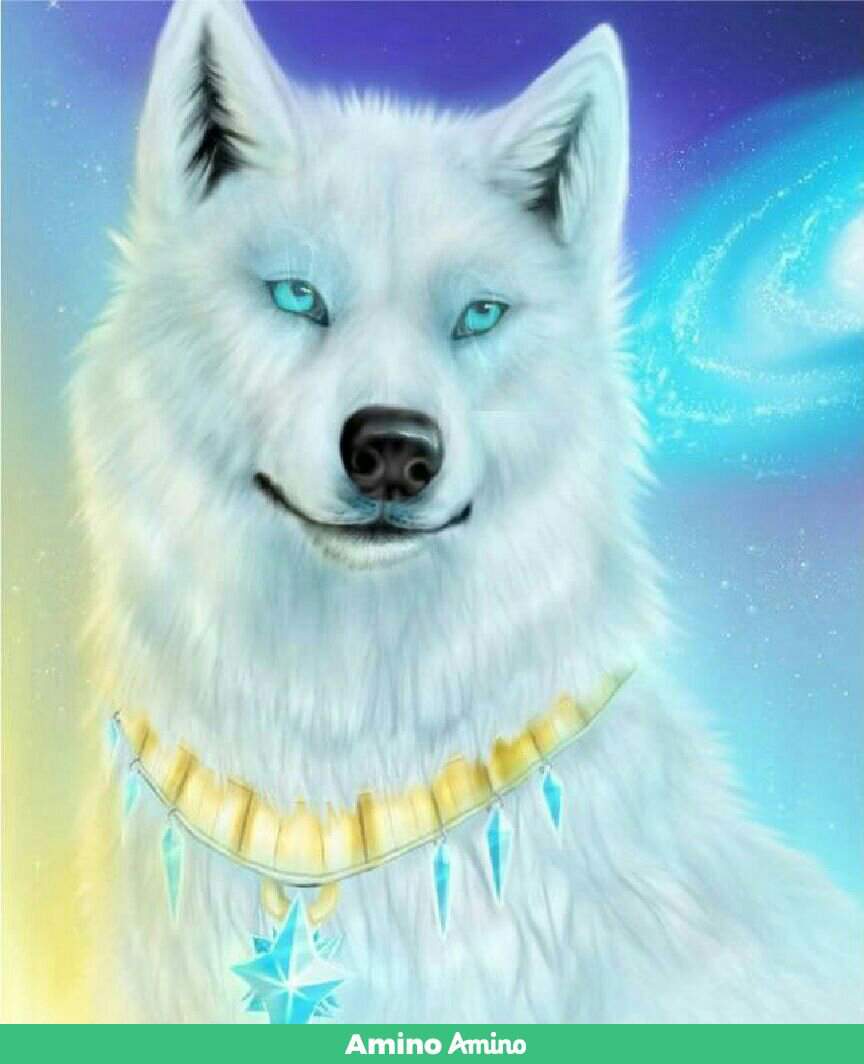 Белый волк с желтыми глазами