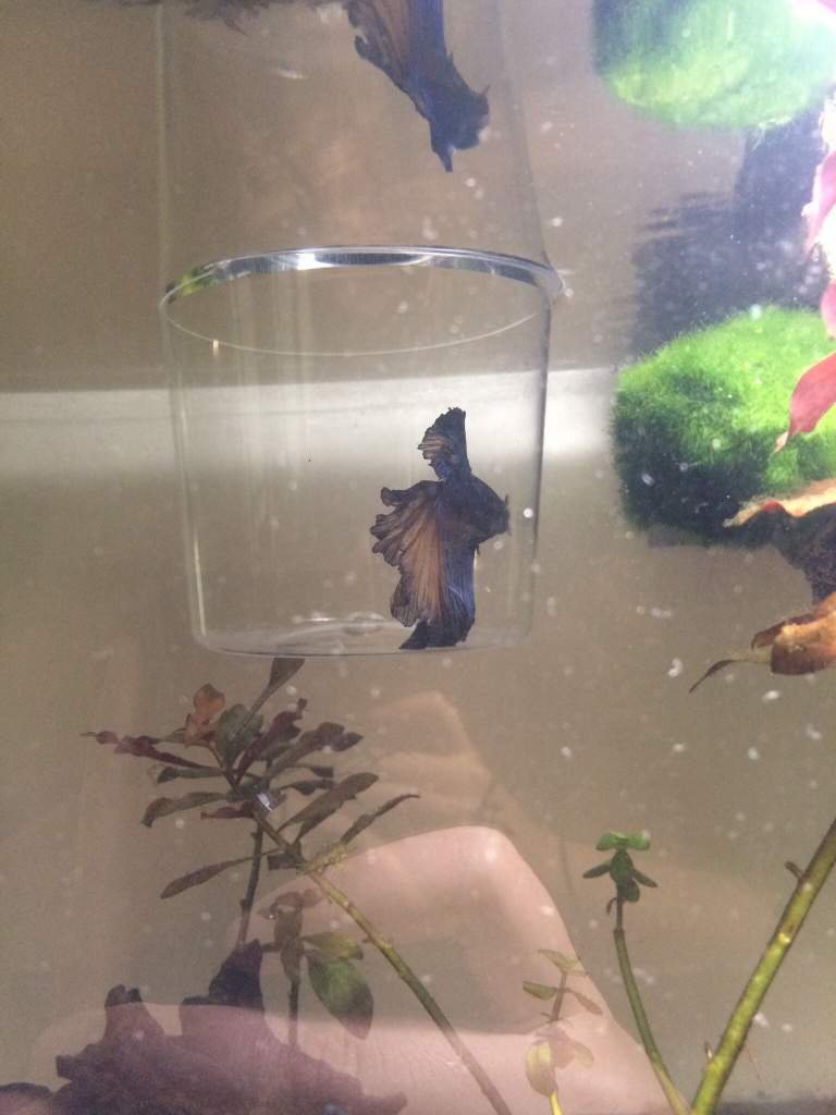 Any ideas on hiw to make your fish less stressed during water changes