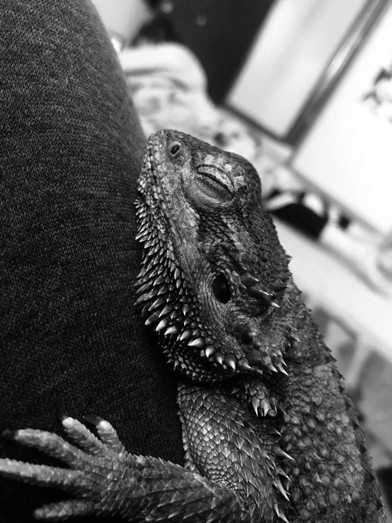 Boise Reptile Company - 2gz62mt