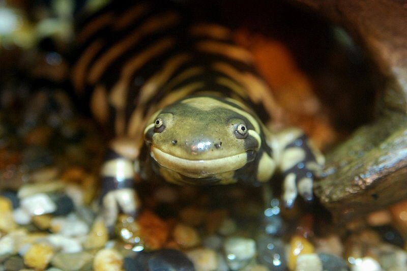 Best Beginner Amphibians! 🐸 | Reptiles Amino