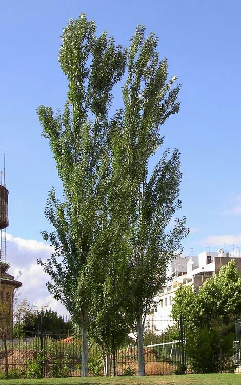 дерево тополь википедия