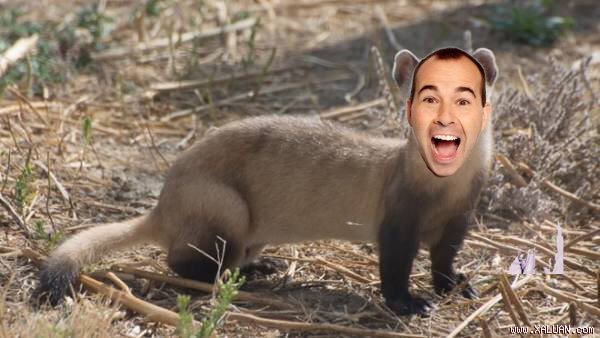 impractical jokers murr ferret impractical jokers murr ferret