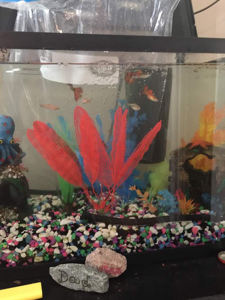 Tank cleaning day for my fish need to get a new filter before i clean