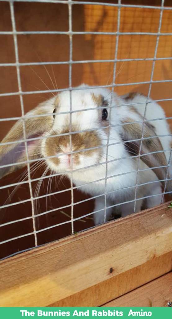 In Loving Memory The Bunnies And Rabbits Amino Amino