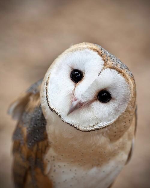 Bree The Barn Owl Wiki Animal Kingdom Amino