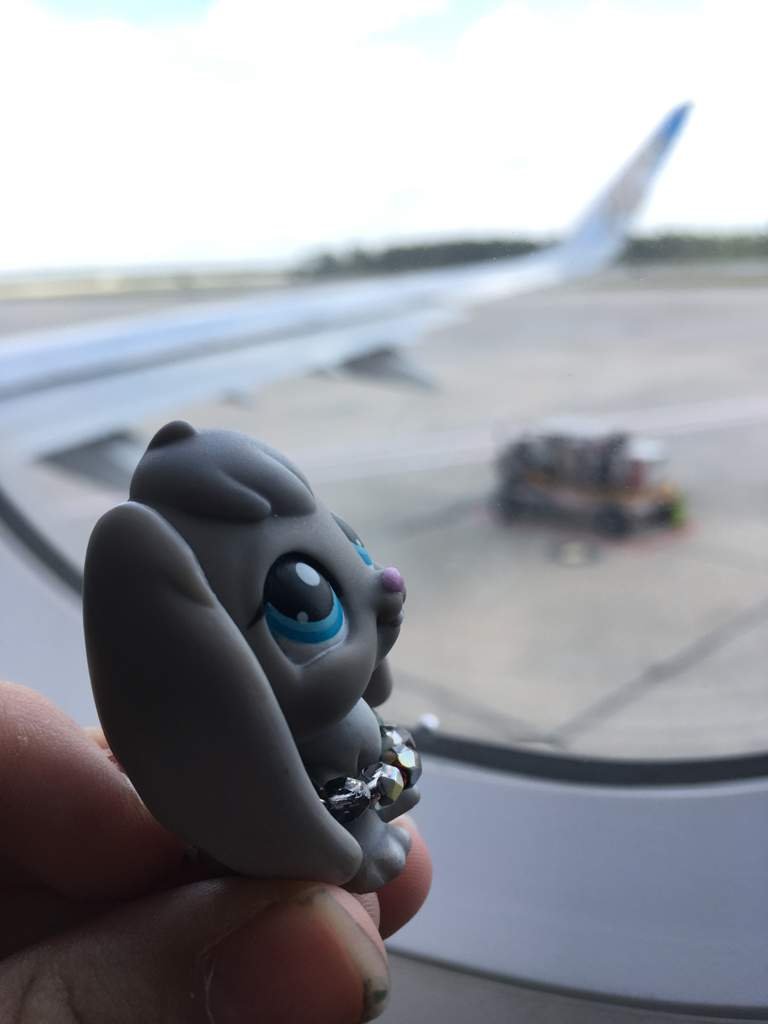Lps on plane | LPS Amino