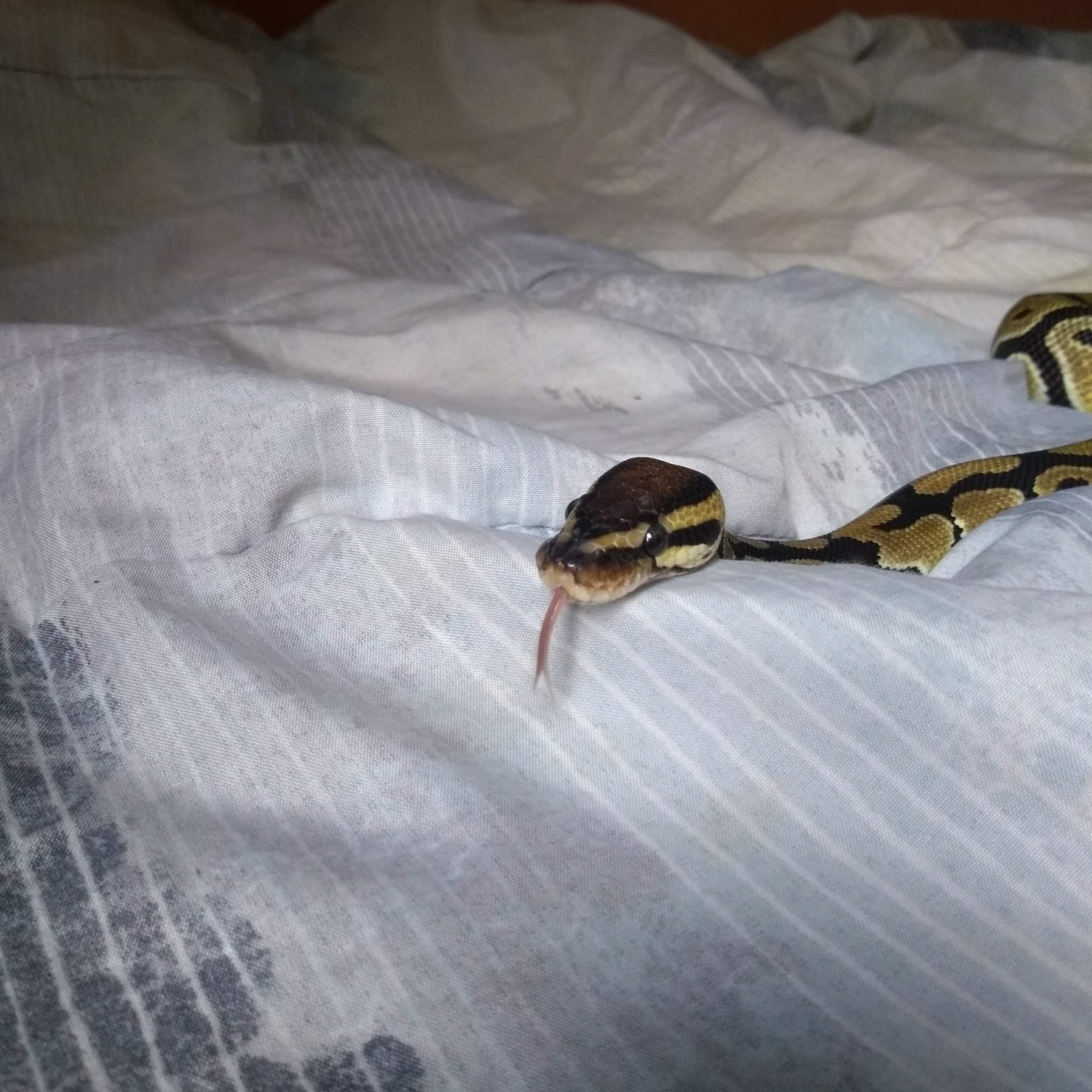 *blep* | Herps And Reptiles Amino