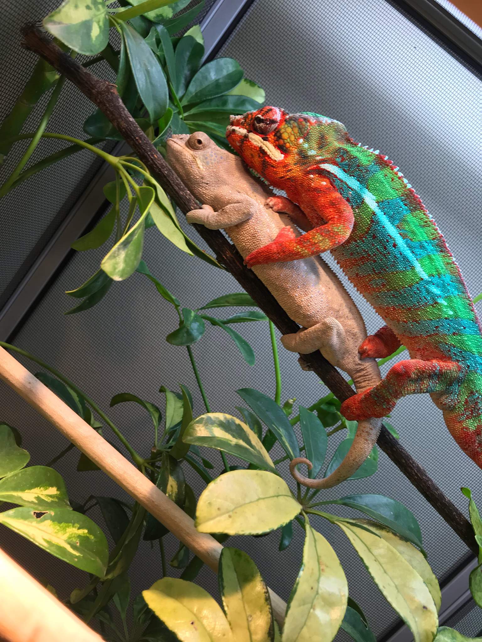Panther Chameleon Breeding Receptive And Nonrecept | Wiki | Herps and