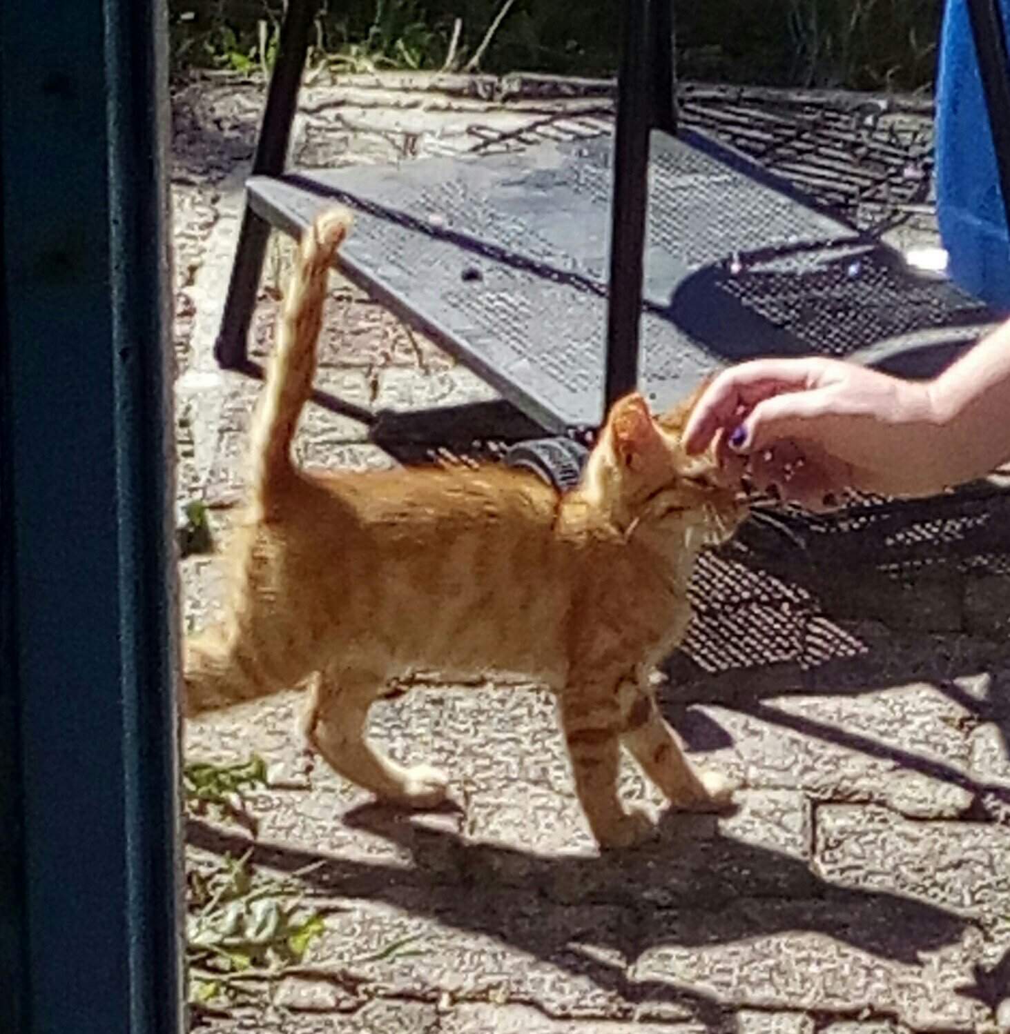 Un Chaton Sauvage Viens Chez Moi Mais Ma M Re Ne Veut Pas Que Je Le