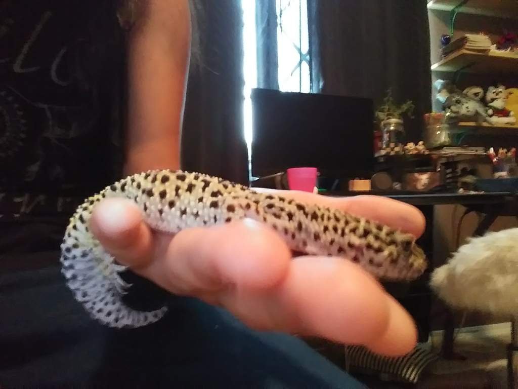 Crazy Differences: Male Vs. Female Leopard Gecko Personalities - s9velpz