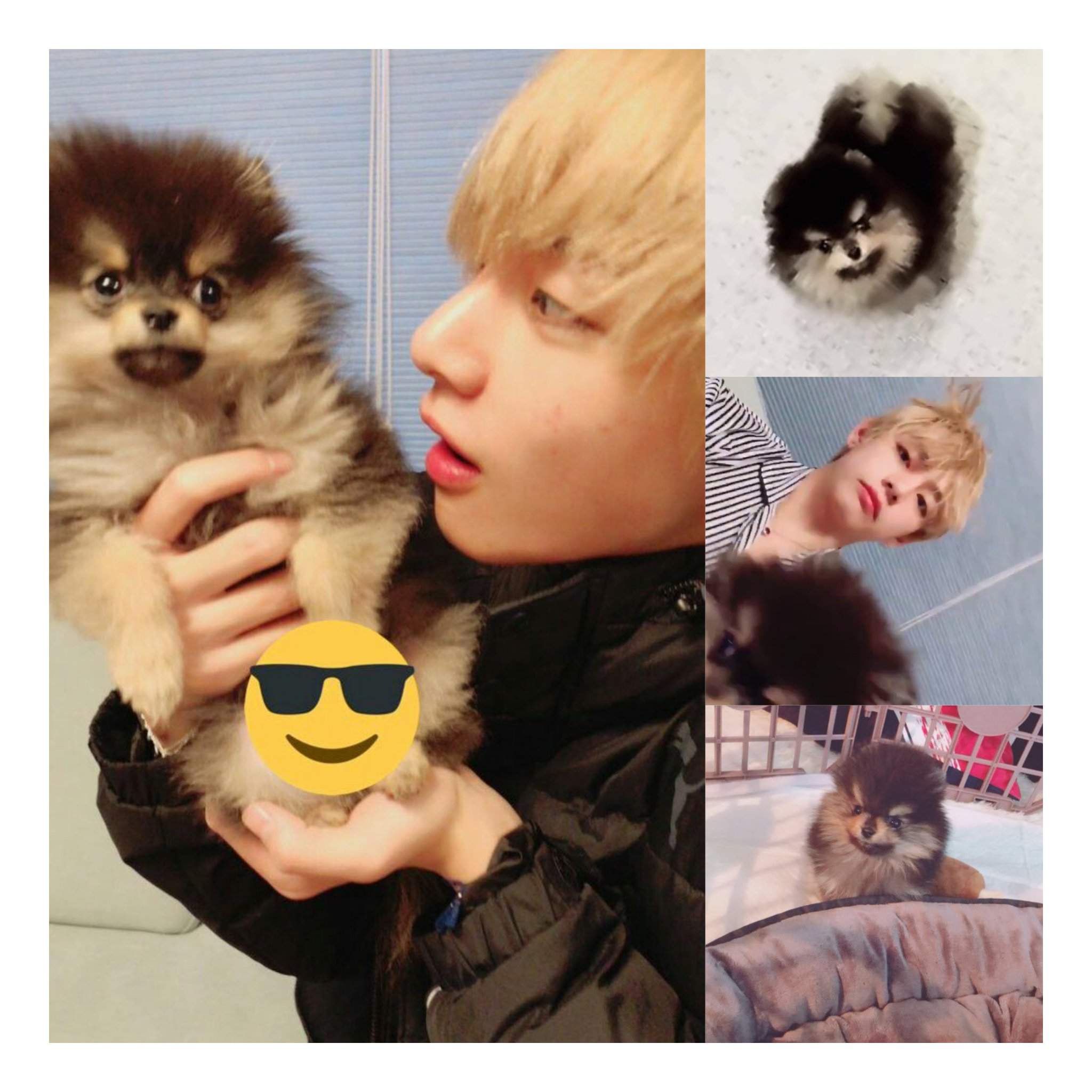 Why Yeontan is a lucky dog | ARMY's Amino