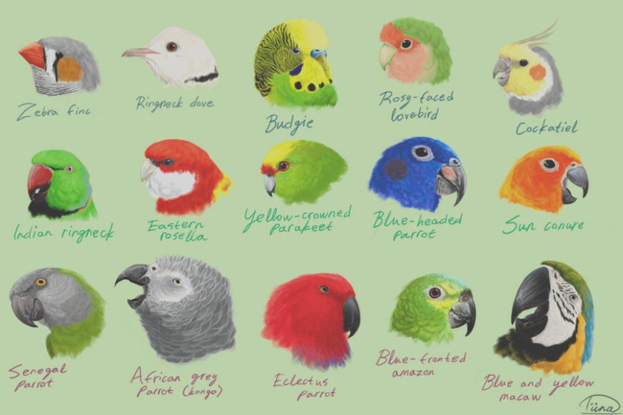 bird types pets