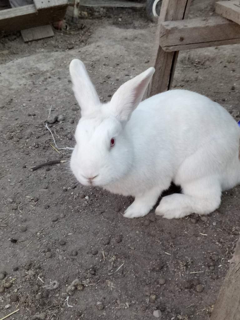 Dusty Wiki Rabbit Lovers Amino Amino