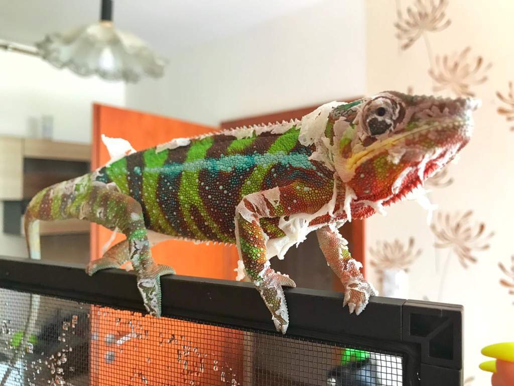 Kalecgos exploded again 😅🤩😂 Reptiles Amino