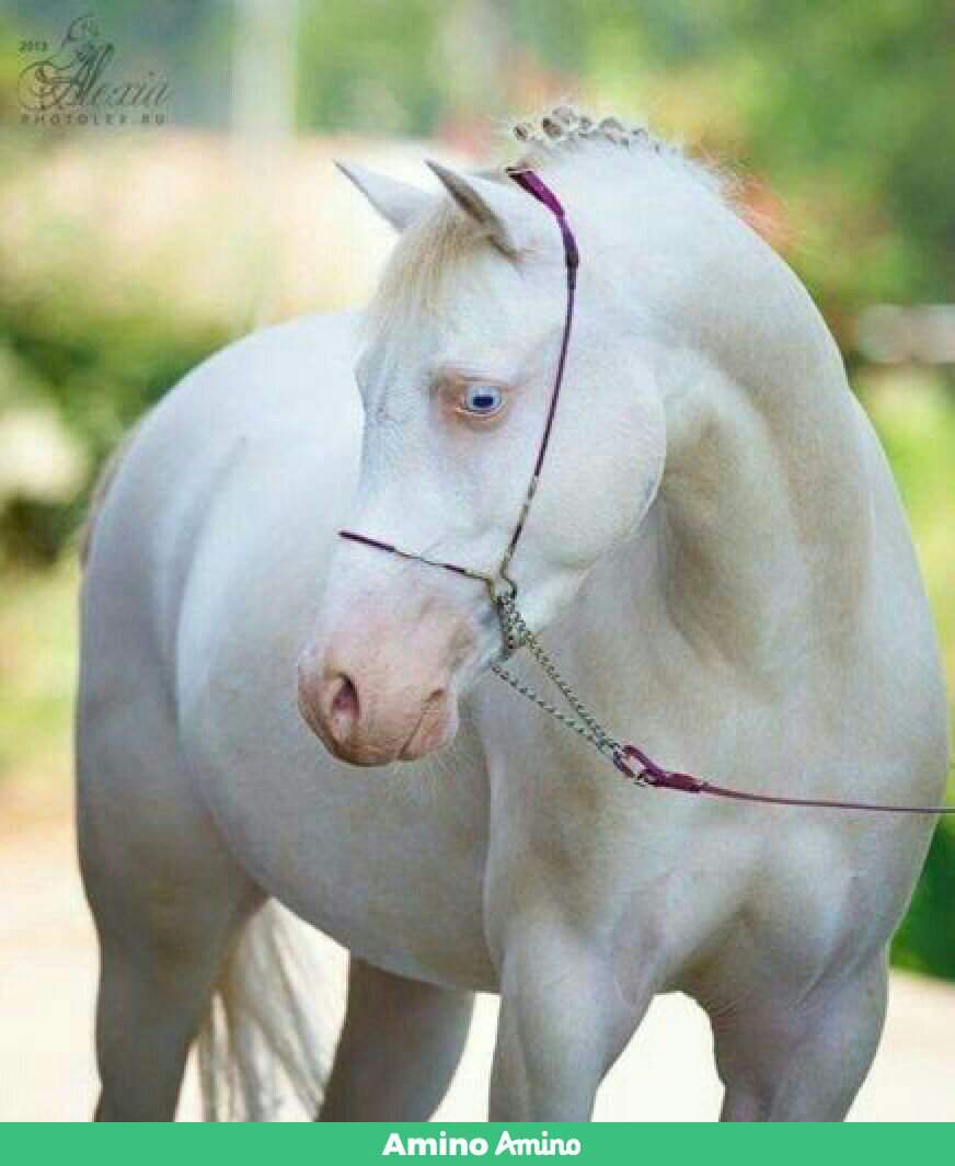 Лошадь альбинос