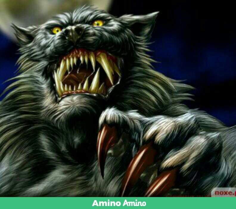 •Кто такие оборотни• | Wiki | Аниме Мой Дом Amino
