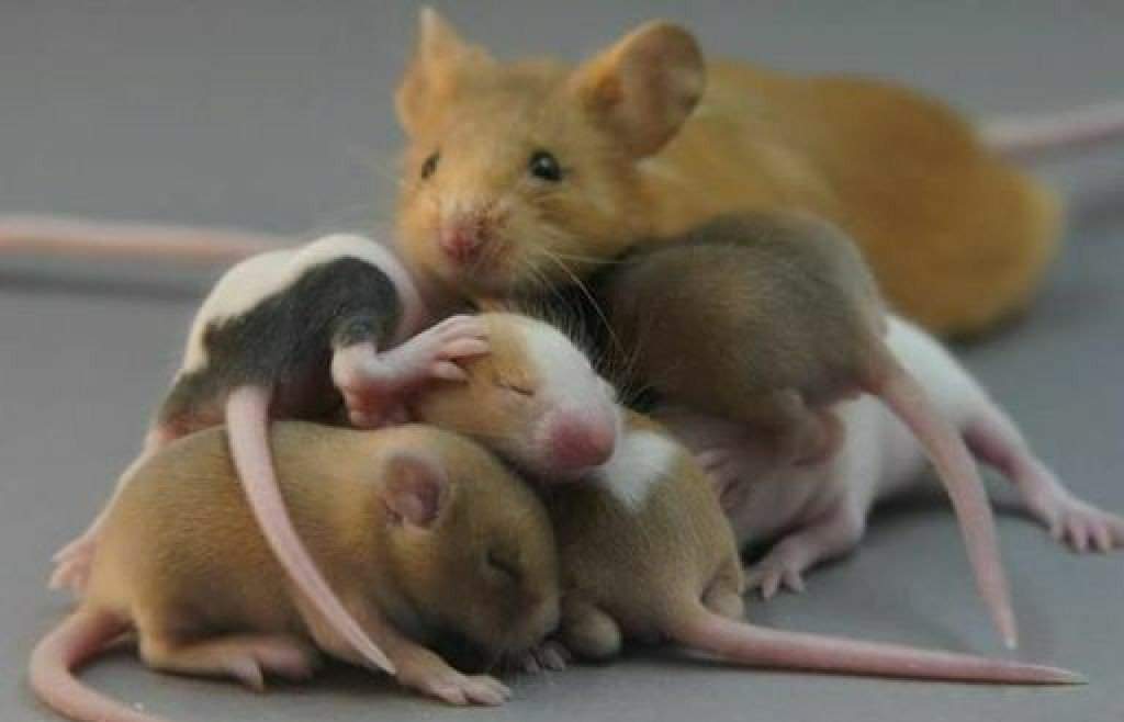 baby fancy mice