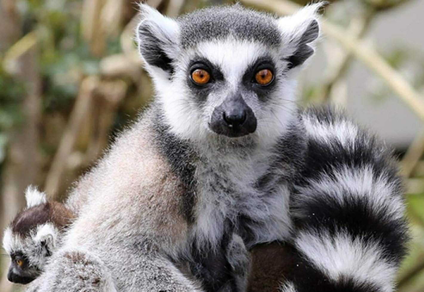 wild republic ring tailed lemur