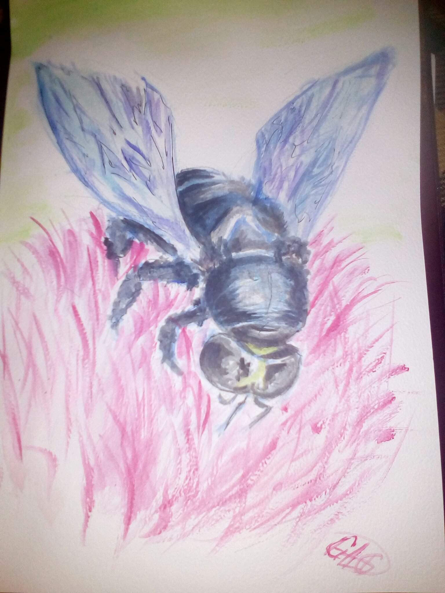 Пчела плотник рисунок