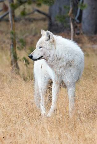 mackenzie valley wolf pup