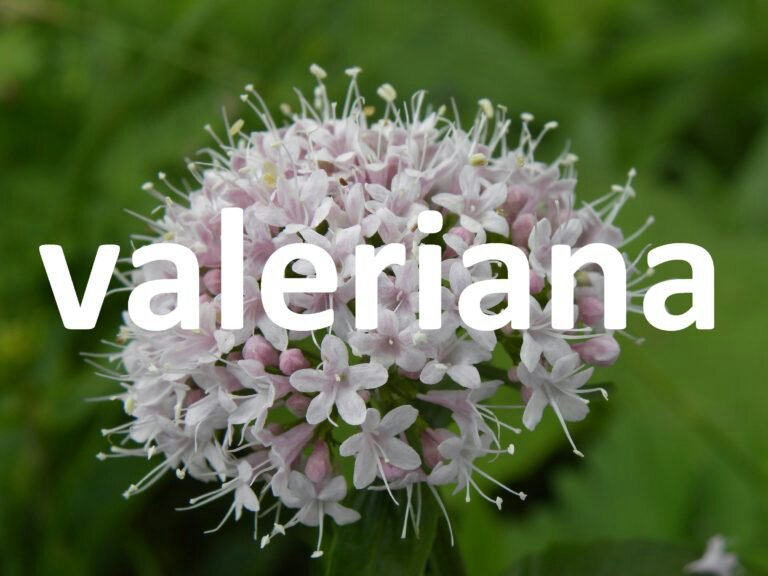 Valeriana (Valeriana Officinalis) | Wicca Y Paganismo Amino