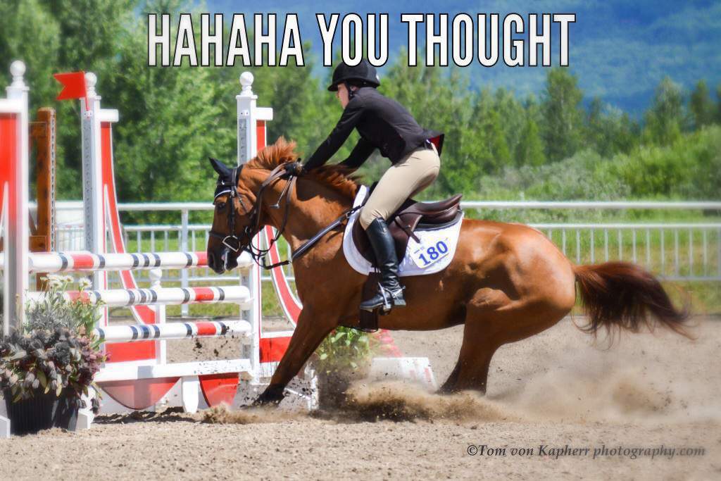 horse jumping memes