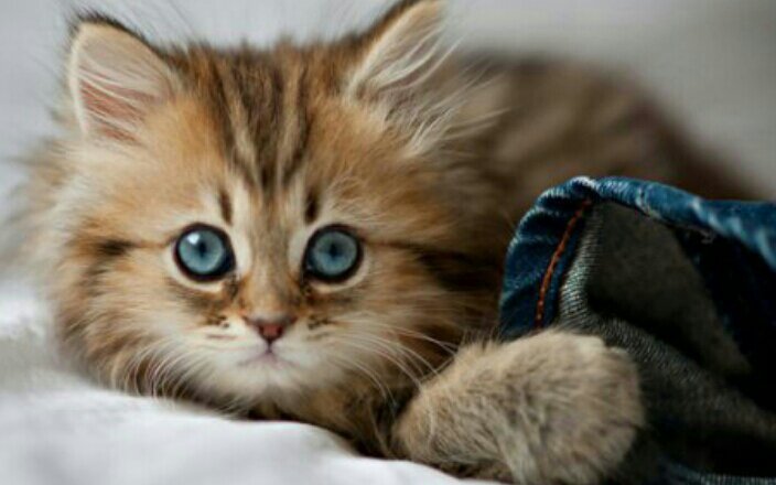 Как правильно кормить котят | Wiki | Котейки 💗 Amino