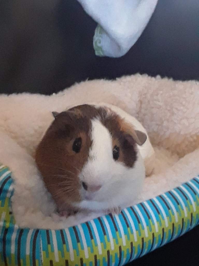 New Fleece Bed Couch Thing Guinea Pigs Amino