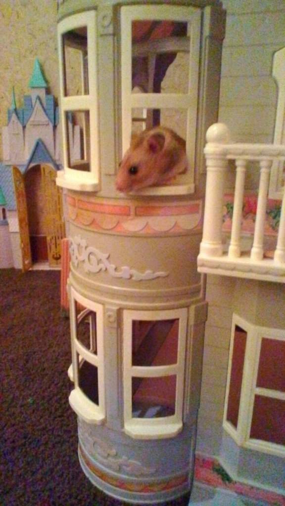 Skittles is Rich! Hamsters! Amino